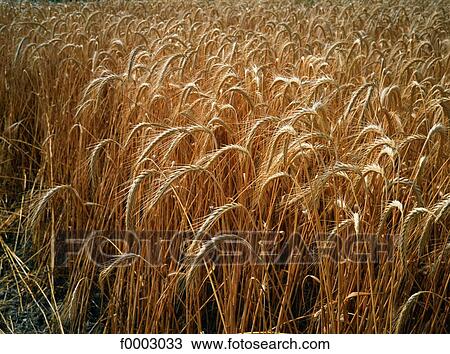 Stock Image - Burgundy, Wheat field. Fotosearch
