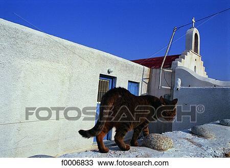 Stock Image - Greece, Mykonos, cat on terrace. Fotosearch