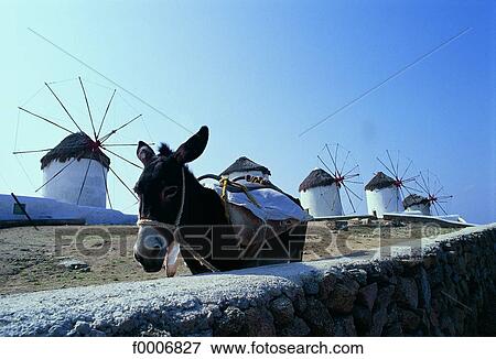 Greece, Mykonos, donkey in front of mills View Large Photo Image Stock Photo - Greece, Mykonos, donkey in front of mills. Fotosearch