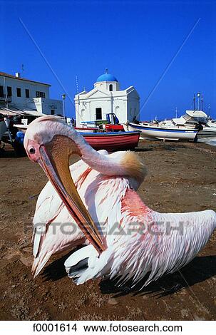 Greece, Mykonos Island pelican View Large Photo Image Picture - Greece, Mykonos Island pelican. Fotosearch