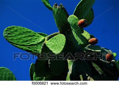 Greece, Prickly pears View Large Photo Image Stock Image - Greece, Prickly pears. Fotosearch