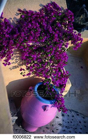 Greece, Santorini, flowers and pottery View Large Photo Image Stock Image - Greece, Santorini, flowers and pottery. Fotosearch