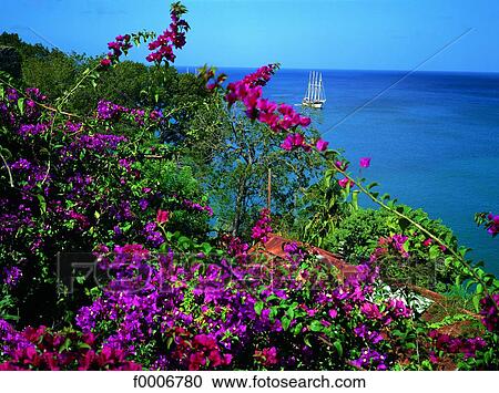Stock Image - French West Indies, Guadeloupe, Les Saintes, flower bush. Fotosearch