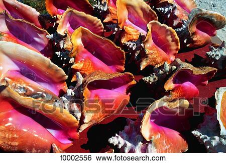 French West Indies, Guadeloupe, shell fish View Large Photo Image Stock Photograph - French West Indies, Guadeloupe, shell fish. Fotosearch