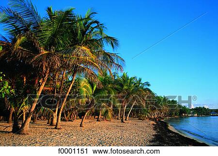 Stock Image - French West Indies, Guadeloupe, Caravelle beach. Fotosearch