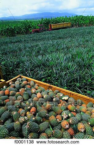 Stock Photo - French West Indies, Guadeloupe, pineapple harvest. Fotosearch