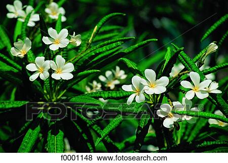 French West Indies, Guadeloupe, frangipani flowers View Large Photo Image Stock Photo - French West Indies, Guadeloupe, frangipani flowers. Fotosearch