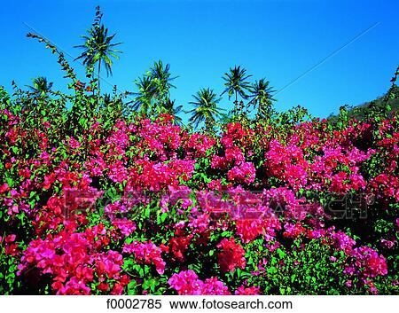 French West Indies, Guadeloupe, bougainvillees View Large Photo Image Stock Photography - French West Indies, Guadeloupe, bougainvillees. Fotosearch