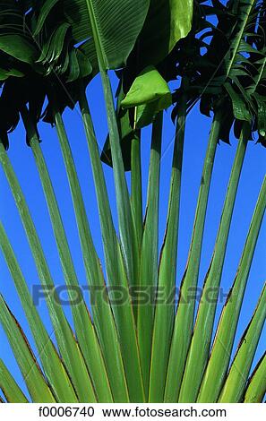 French West Indies, Martinique, foliage View Large Photo Image Stock Image - French West Indies, Martinique, foliage. Fotosearch