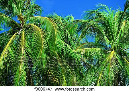 French West Indies, Martinique, palm trees View Large Photo Image Stock Photo - French West Indies, Martinique, palm trees. Fotosearch