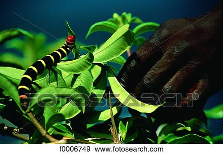 French West Indies, Martinique, caterpillar View Large Photo Image Stock Photo - French West Indies, Martinique, caterpillar. Fotosearch
