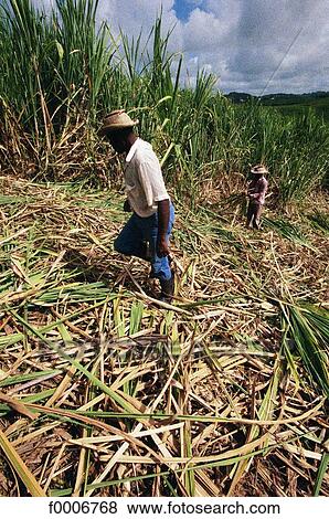 French West Indies, Martinique, sugar cane harvest View Large Photo Image Stock Photo - French West Indies, Martinique, sugar cane harvest. Fotosearch
