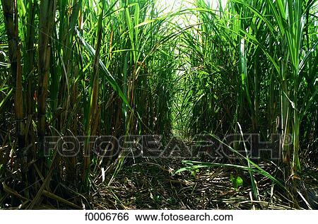 Stock Photograph - French West Indies, Martinique, sugar cane field. Fotosearch