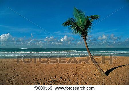 Dream beach and Palms, exotism, exotic, landscape, beach, seaside View Large Photo Image Stock Image - Dream beach and Palms, exotism, exotic, landscape, beach, seaside. Fotosearch