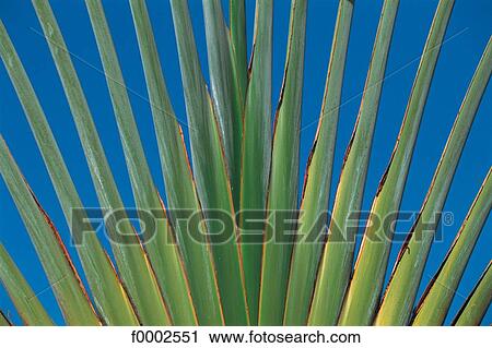 Dream beach and Palms, exotism, exotic, leaf, palm tree, green View Large Photo Image Stock Image - Dream beach and Palms, exotism, exotic, leaf, palm tree, green. Fotosearch