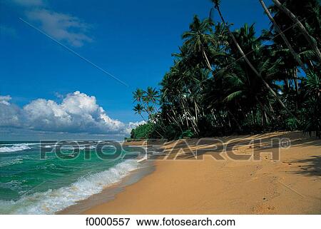 Dream beach and Palms, exotism, exotic, palm tree, landscape, beach View Large Photo Image Stock Photo - Dream beach and Palms, exotism, exotic, palm tree, landscape, beach. Fotosearch
