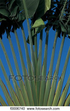 Dream beach and Palms, exterior shot, open air, outsides View Large Photo Image Stock Image - Dream beach and Palms, exterior shot, open air, outsides. Fotosearch