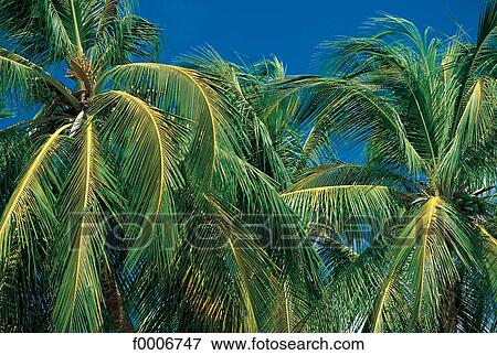 Dream beach and Palms, exterior shot, open air, outsides View Large Photo Image Stock Photo - Dream beach and Palms, exterior shot, open air, outsides. Fotosearch