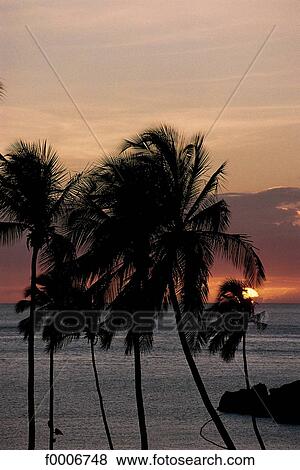 Dream beach and Palms, exterior shot, open air, outsides View Large Photo Image Stock Photo - Dream beach and Palms, exterior shot, open air, outsides. Fotosearch