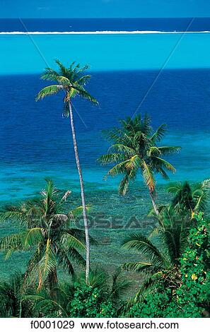 Stock Photo - Dream beach and Palms, landscape, palm tree, sea, blue, exotism. Fotosearch
