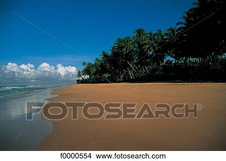 Picture - Dream beach and Palms, landscape, beach, seaside, seashore, beaches. Fotosearch
