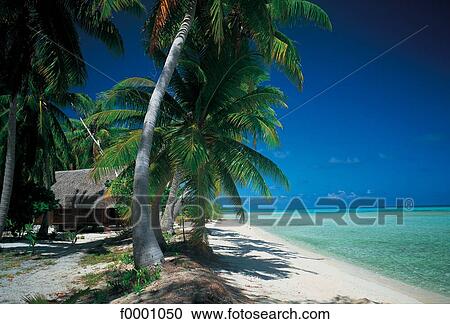 Stock Image - Dream beach and Palms, landscape, beach, seaside, seashore, beaches. Fotosearch