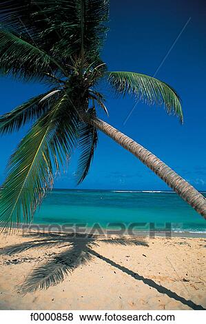 Dream beach and Palms, landscape, beach, seaside, seashore, beaches View Large Photo Image Stock Photo - Dream beach and Palms, landscape, beach, seaside, seashore, beaches. Fotosearch
