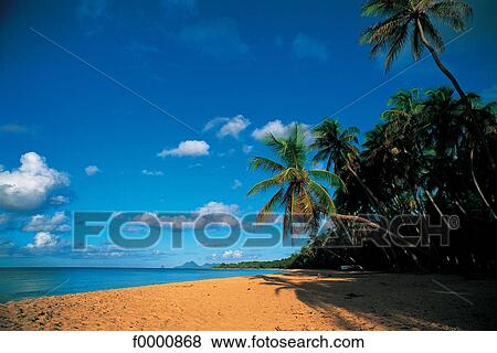 Stock Photo - Dream beach and Palms, landscape, beach, seaside, seashore, beaches. Fotosearch