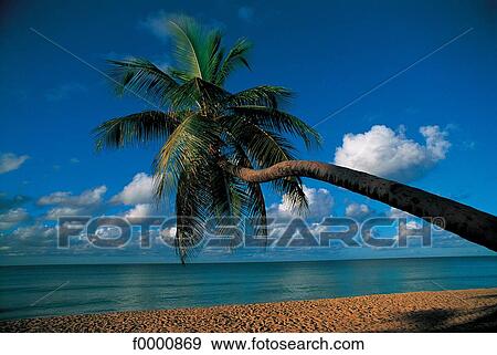 Dream beach and Palms, landscape, beach, seaside, seashore, beaches View Large Photo Image Stock Photo - Dream beach and Palms, landscape, beach, seaside, seashore, beaches. Fotosearch