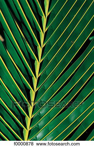 Dream beach and Palms, leaf, exotism, exotic, geometry, geometrical View Large Photo Image Stock Photo - Dream beach and Palms, leaf, exotism, exotic, geometry, geometrical. Fotosearch