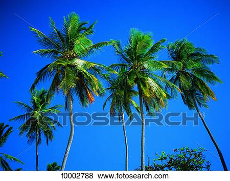 Dream beach and Palms, palm tree, exotism, exotic, Granada, French West Indies View Large Photo Image Stock Photo - Dream beach and Palms, palm tree, exotism, exotic, Granada, French West Indies. Fotosearch