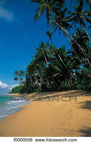 Dream beach and Palms, palm tree, beach, seaside, seashore, beaches View Large Photo Image Stock Photograph - Dream beach and Palms, palm tree, beach, seaside, seashore, beaches. Fotosearch