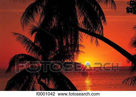 Stock Image - Dream beach and Palms, sunset, palm tree, sea, exotism, exotic. Fotosearch