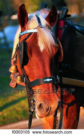 France, Alps, Horse head View Large Photo Image Stock Photography - France, Alps, Horse head. Fotosearch