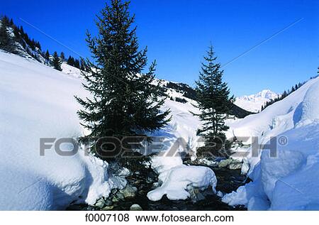 France, Alps, La Plagne, pines in the snow View Large Photo Image Stock Photo - France, Alps, La Plagne, pines in the snow. Fotosearch