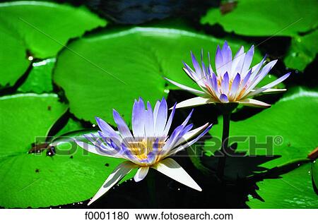 Mauritius Island, Grapefruit Gardens, waterlilies View Large Photo Image Stock Image - Mauritius Island, Grapefruit Gardens, waterlilies. Fotosearch