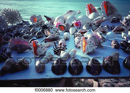 Mauritius Island, shells View Large Photo Image Stock Image - Mauritius Island, shells. Fotosearch