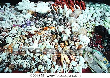 Seychelles, Mahe Island, shells View Large Photo Image Stock Photograph - Seychelles, Mahe Island, shells. Fotosearch