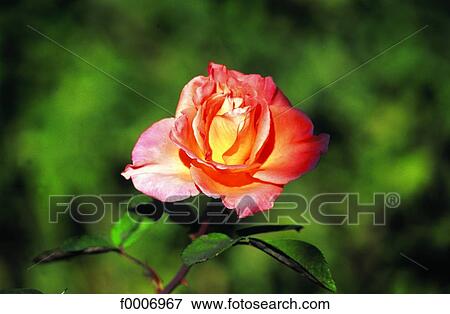 Stock Photo - Morocco, Khalaa des Srouna, rose. Fotosearch