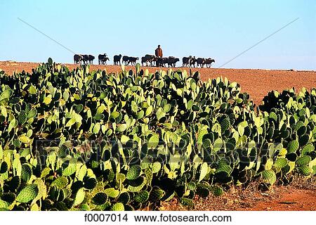Morocco, Marrakech, cactus field and herd View Large Photo Image Picture - Morocco, Marrakech, cactus field and herd. Fotosearch