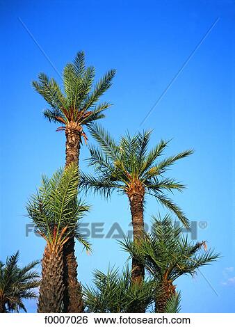 Morocco, Marrakech, palm grove View Large Photo Image Stock Photograph - Morocco, Marrakech, palm grove. Fotosearch
