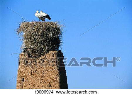 Morocco, Ouarzazate, stork on ksar in adobe View Large Photo Image Picture - Morocco, Ouarzazate, stork on ksar in adobe. Fotosearch