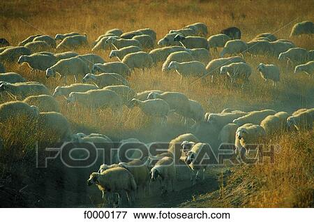 Stock Photo - Turkey, Cappadocia, herd of sheep. Fotosearch