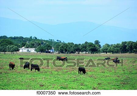 Stock Image - Spain, Andalusia, Bull breeding. Fotosearch