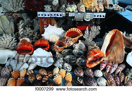 Portugal, Lisbon, Shellfish stall View Large Photo Image Stock Photo - Portugal, Lisbon, Shellfish stall. Fotosearch