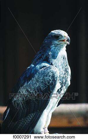 Germany, Grey eagle View Large Photo Image Stock Image - Germany, Grey eagle. Fotosearch