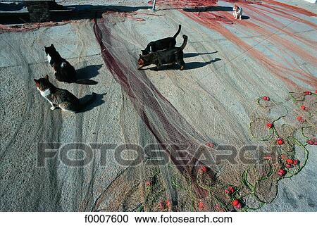 Malta, Gozo, cats on fishing net View Large Photo Image Stock Image - Malta, Gozo, cats on fishing net. Fotosearch