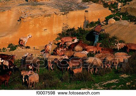 Stock Photo - Malta, Gozo, shepherd with his sheep. Fotosearch