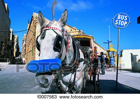 Stock Image - Malta, La Valette, horse pulling coach. Fotosearch