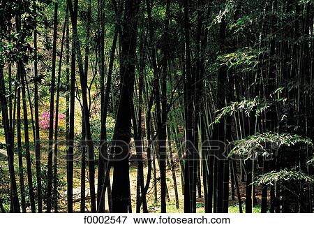 Stock Photo - Japan, Kyoto, bamboo forest. Fotosearch